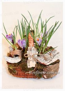 Forestry basket with crocuses