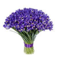 Bouquet of 101 Iris