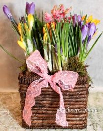 Composition with crocuses and hyacinths